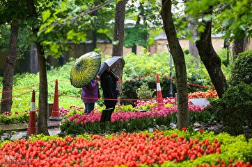 Tulips in Spring Rain