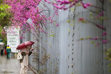 Photo Gallery: Spring Rain Brings Freshness to Tehran