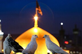نماهنگ | «امام رضا(ع) قربون کبوترات» با نوای پویانفر