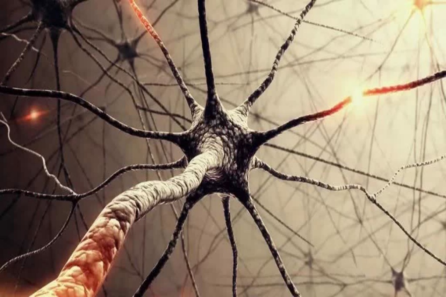 ساختار مغز ساختار مغز