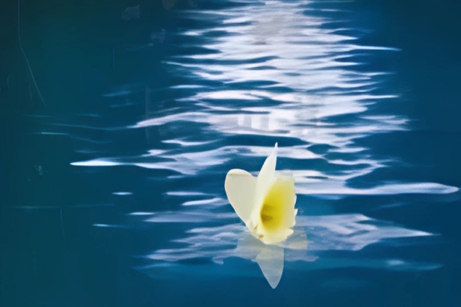 گل شناور بر آب