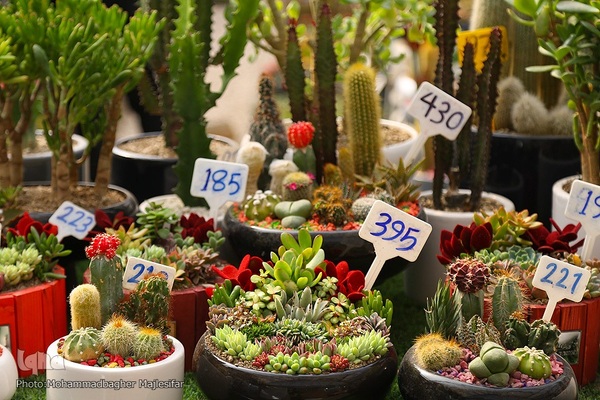 رونق بازار گل و گیاه در آستانه بهار