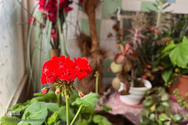 نوروز؛ شور و شوق زندگی