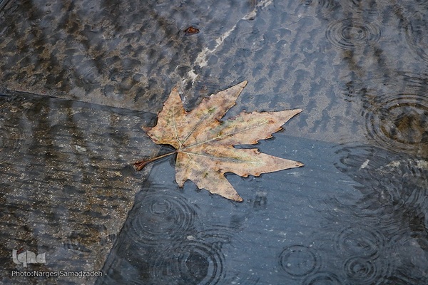 نصف جهان بارانی