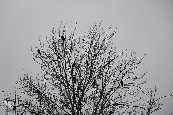 نصف جهان بارانی