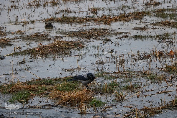 نصف جهان بارانی