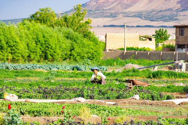نبض زندگی در دل ناژوان