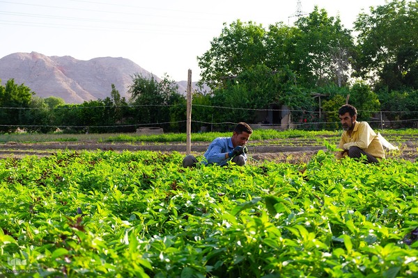نبض زندگی در دل ناژوان