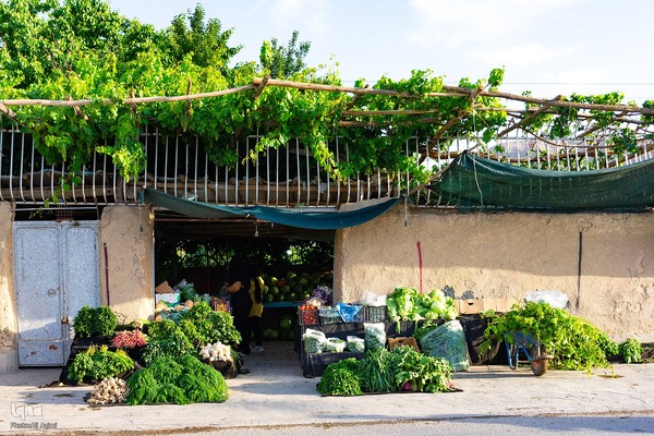 نبض زندگی در دل ناژوان