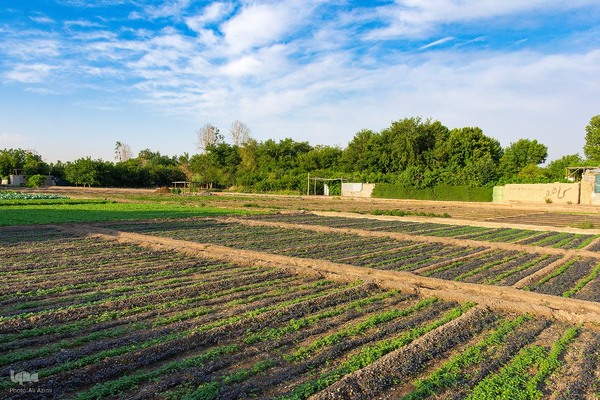 نبض زندگی در دل ناژوان