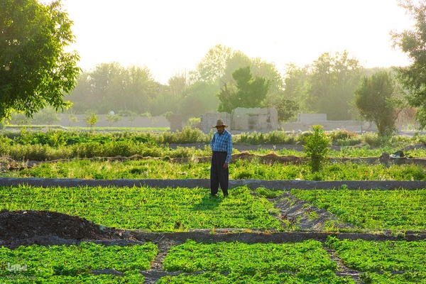 نبض زندگی در دل ناژوان