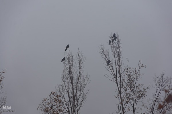 نغمه باران در اصفهان