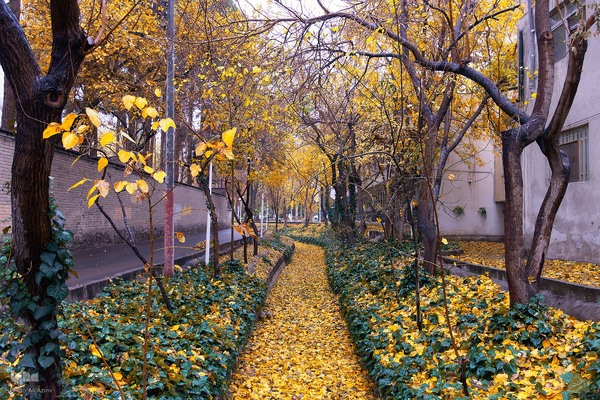 نغمه باران در اصفهان