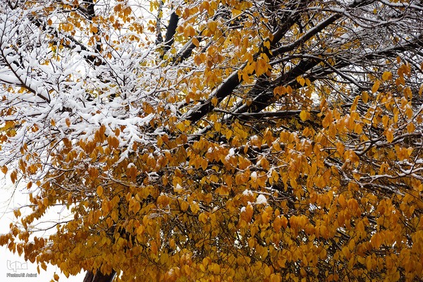 اصفهان در آغوش برف