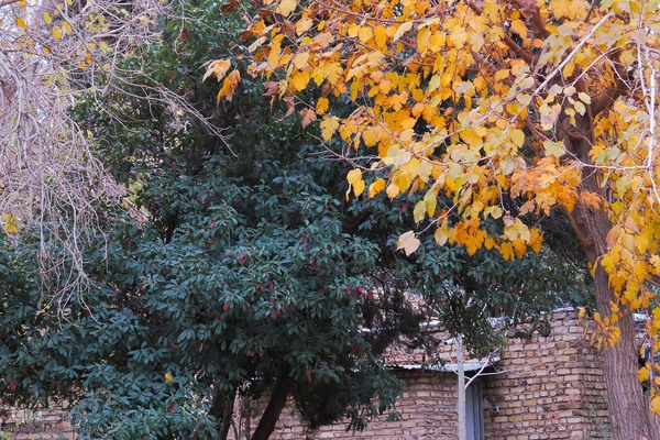 آخرین روز‌های پاییز در دانشگاه اصفهان