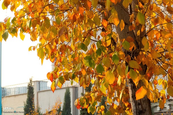 آخرین روز‌های پاییز در دانشگاه اصفهان