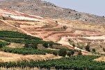 Insediamenti agricoli: lo sfruttamento israeliano delle risorse naturali palestinesi