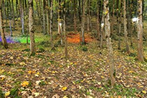 Alam Musim Luruh Hutan Dalkhani, Iran